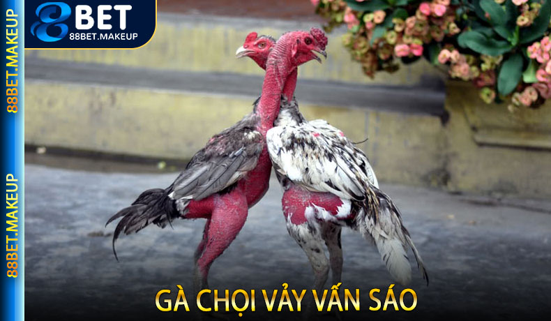 Gà chọi vảy vấn sáo