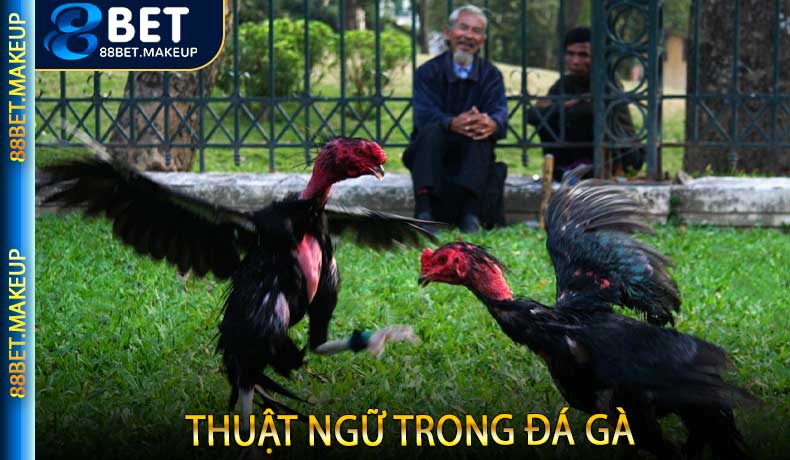 Thuật ngữ trong đá gà